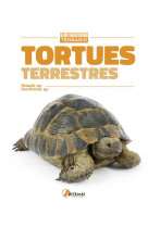 TORTUES TERRESTRES - TESTUDO SP., GEOCHELONE SP.